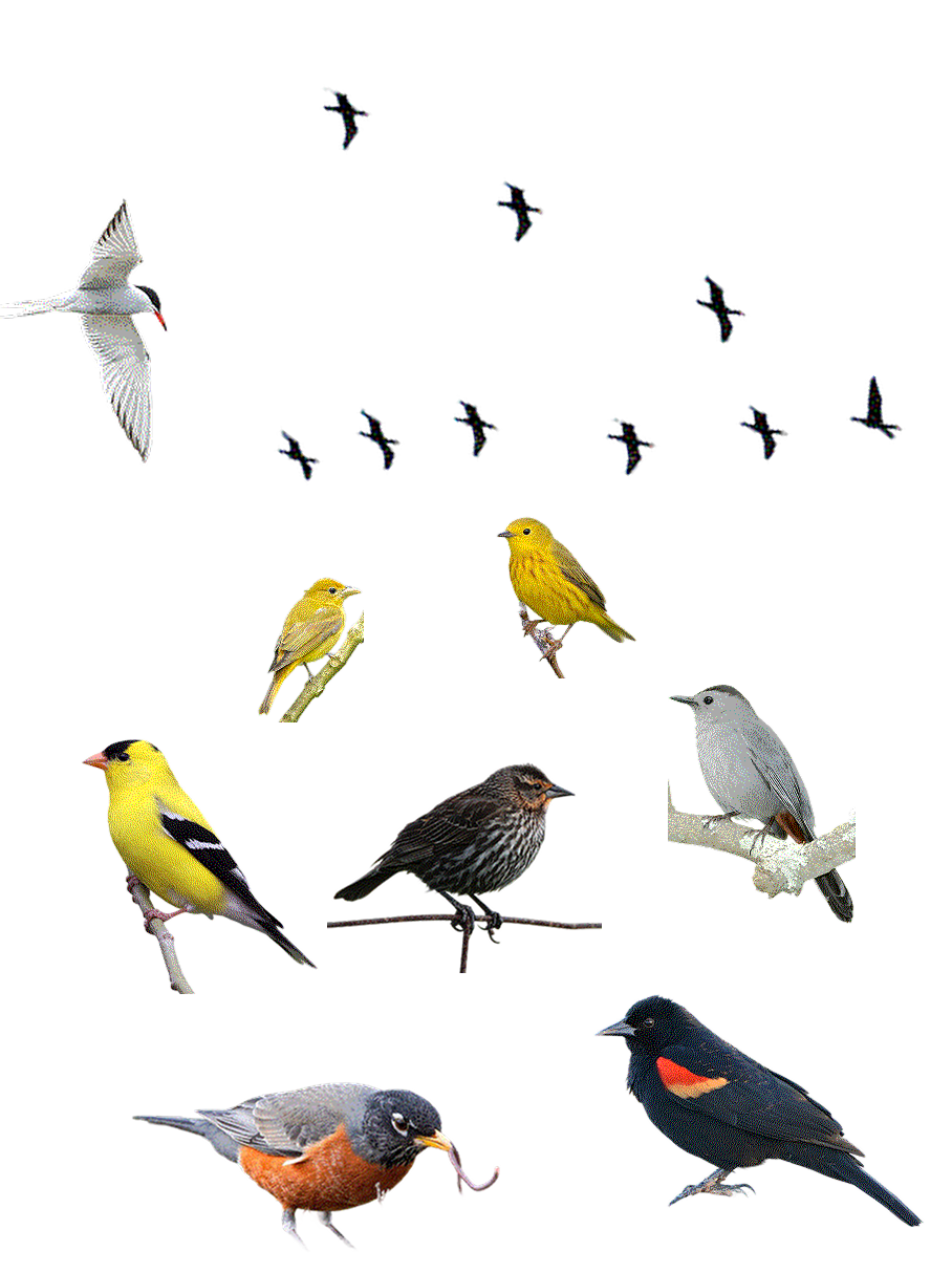 dithered collage of birds