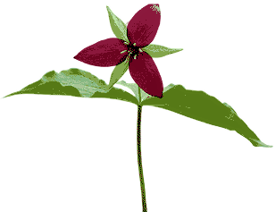 dithered image of a red trillium